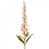 Rose crème sélectionné