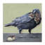 «Crow Eating Donut», art mural sur toile par Kamdon Kreations-1658610975