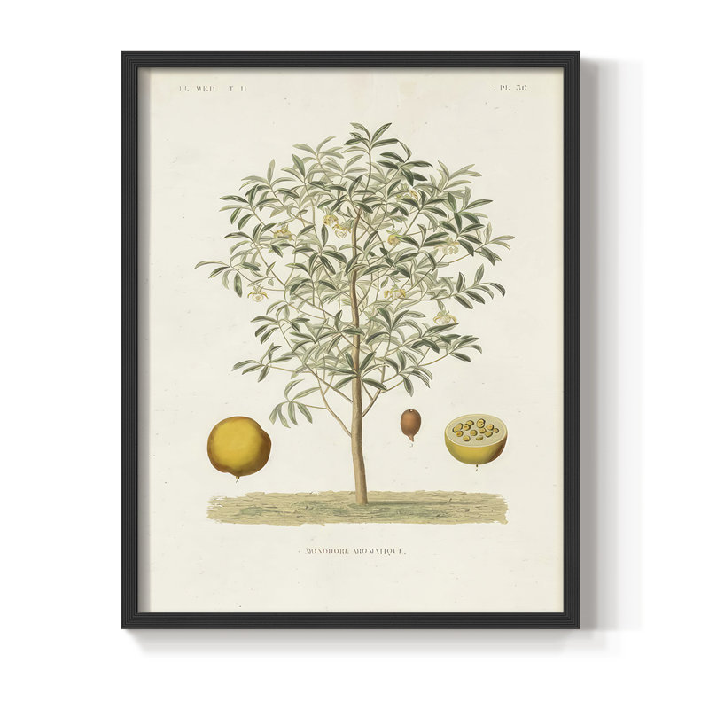 Arbre antique avec fruit IV, reproduction encadrée - bois massif, H 21 po x l 17 po, Noir, noir, noir, noir