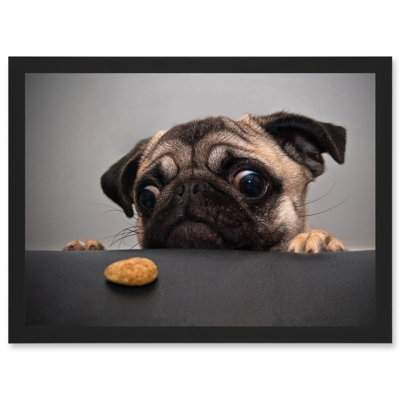 Animal Photo Pug Dog Treat Food Eyes Cute - Single Picture Frame Print