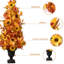Composition d'assortiment mixte