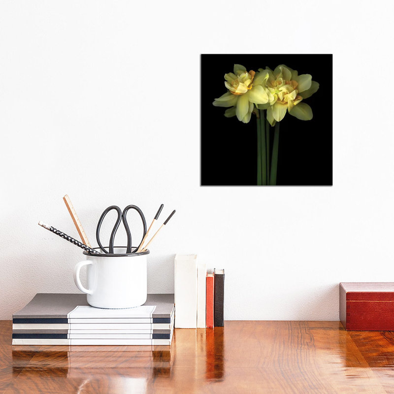 Daffodil Double IX by Magda Indigo - Wrapped Canvas Print, 30.48 cm H x 30.48 cm W