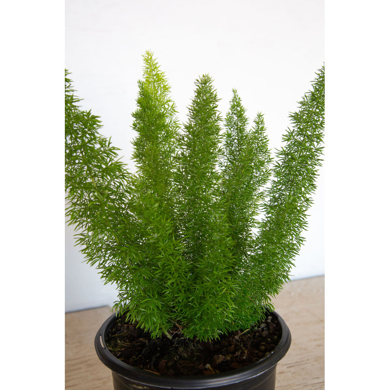 2.5 Quart Foxtail Fern in Black Plastic Pot