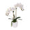 Real Touch Phalaenopsis Orchids with Succulent in White Dimensional Pot