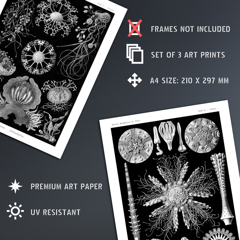 Sea Urchins Black White Haeckel Vintage Illustrations Starfish - 3 Piece No Frame Print Set, 29.7cm H x 21cm W x 0.4cm D