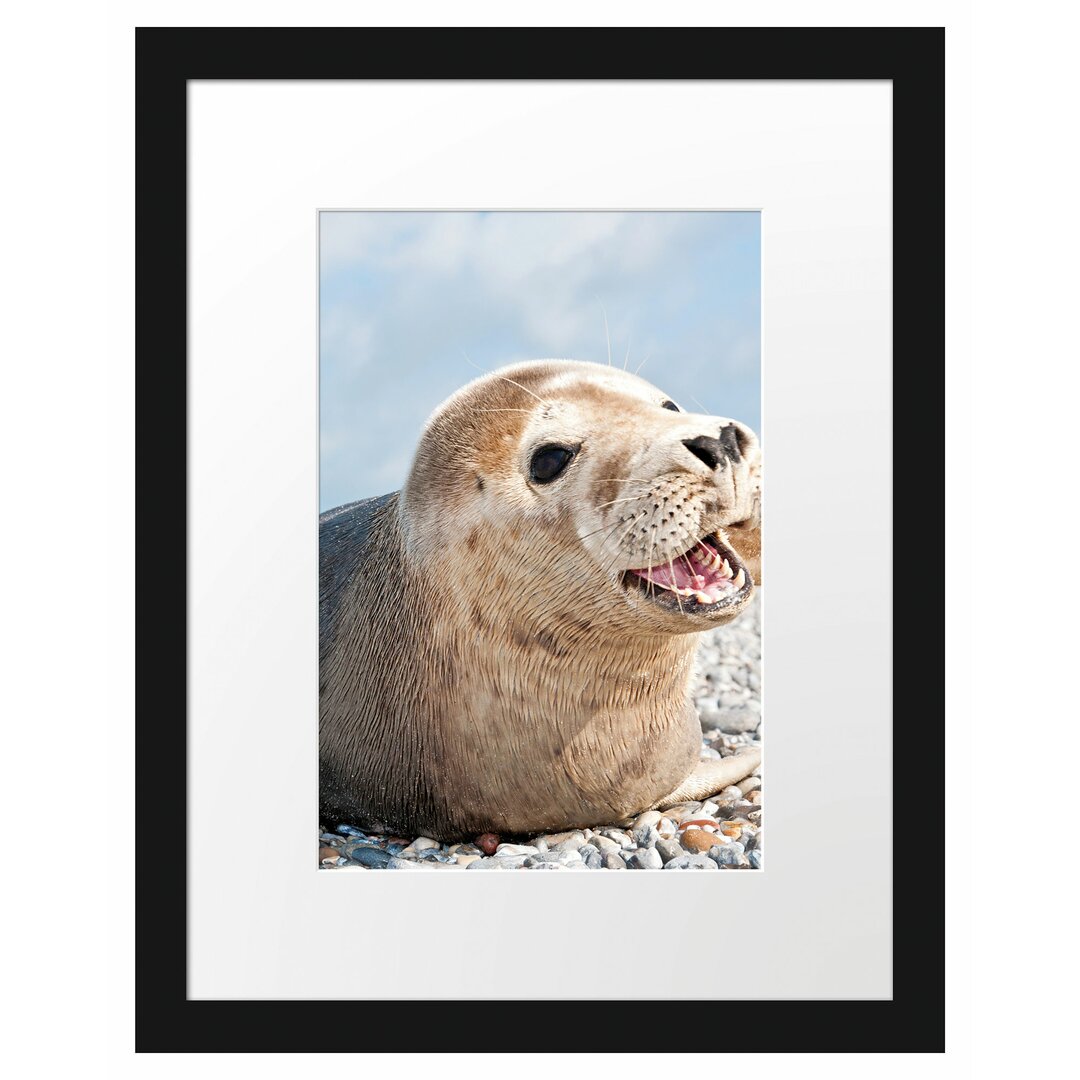 Gerahmtes Poster Süße Robbe auf Steinstrand