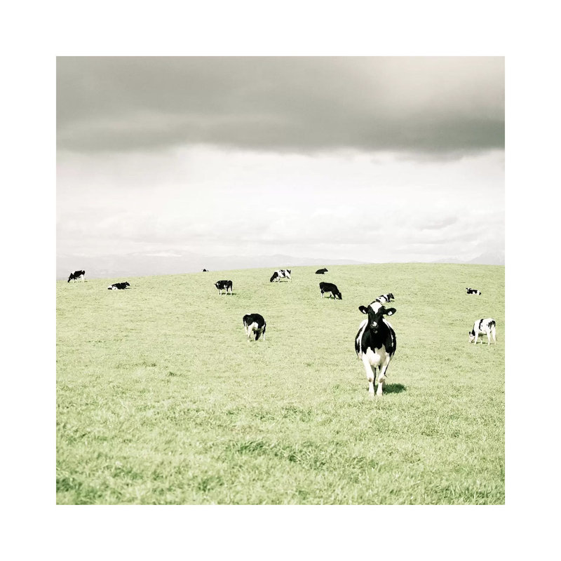 Curious Cows by Lupen Grainne - Wrapped Canvas Print, 45.72 cm H x 45.72 cm W x 3.175 cm D