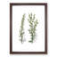 Mugwort Flowers Illustration - Picture Frame Painting Print-55581111-55581110