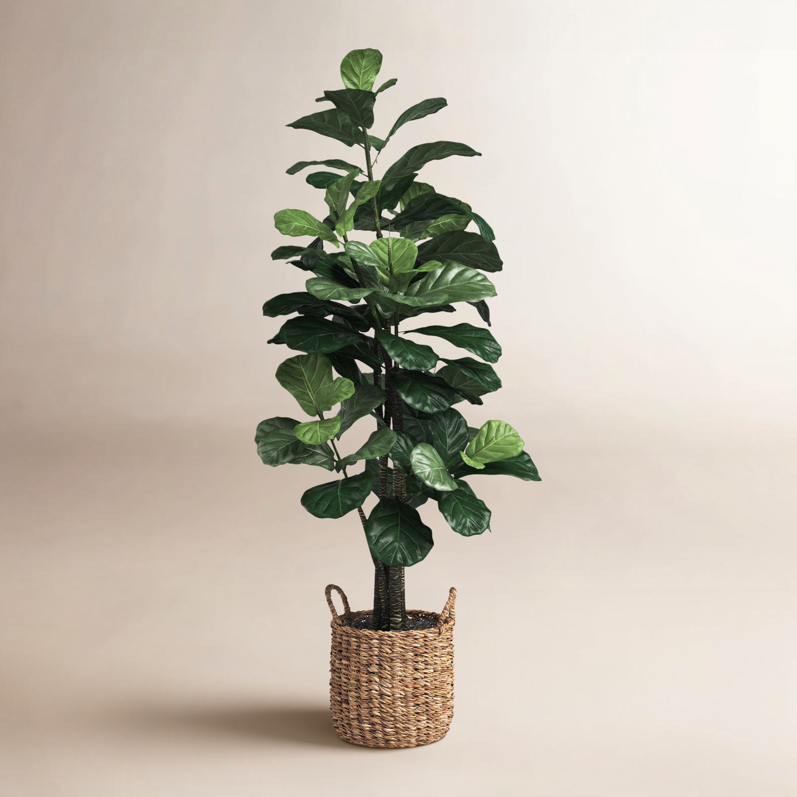 66" Fiddle Leaf Fig Tree in Basket