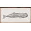 Aquarelle, cachalot, peinture par Emily Wood-1577872244