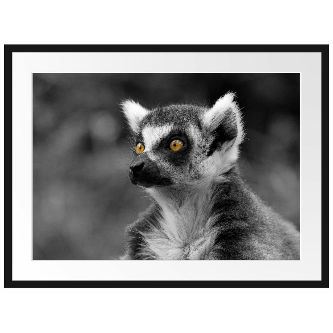 Schöner, aufmerksamer Lemur Gerahmtes Poster