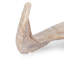 Polished Ram Horn