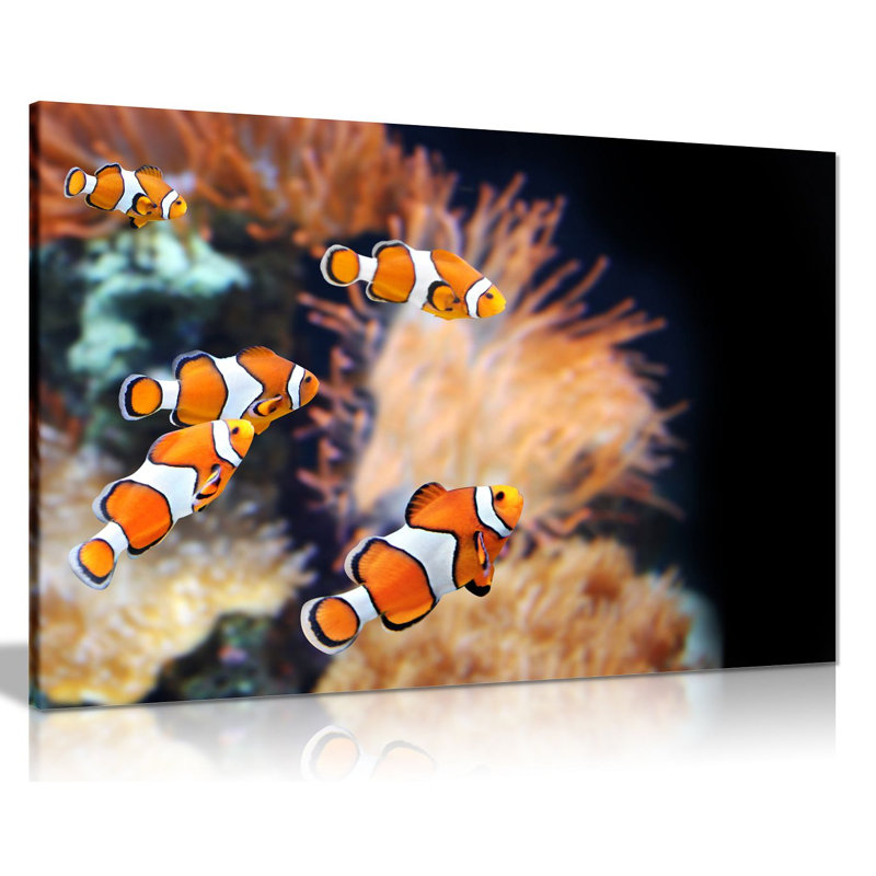Clown Fish - Wrapped Canvas Print, 31cm H x 46cm W
