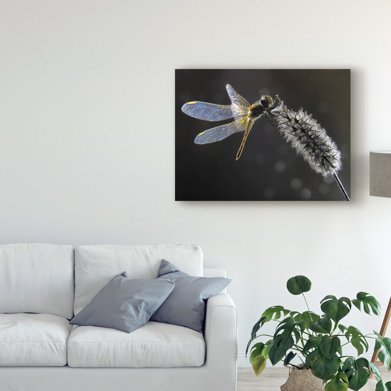 « resting libellule », reproduction de photo sur toile tendue, H 14 po x l 19 po x P 2 po
