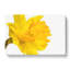 Sole Yellow Daffodil Painting - Wrapped Canvas-56654337