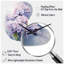 Hydrangea mauve Graceful Whispers - Hydrangea asymétrique horloge en métal-105565576