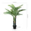Plante de 49 po