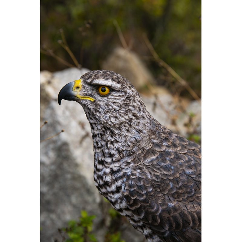 Northern Goshawk Standing on Rock Statue