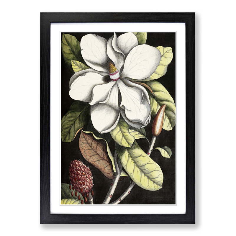 A Laurel Magnolia Tree by Mark Catesby - Picture Frame Painting Print on MDF, Black Framed, 48cm H x 36cm W x 2cm D