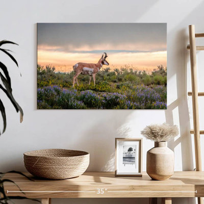 Brampt Pronghorn Antelope