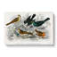 Collection Of Birds PL. 58 by Oliver Goldsmith - Wrapped Canvas Painting-55371052