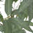 Artificial Eucalyptus Leaves Bonsai-1406557341