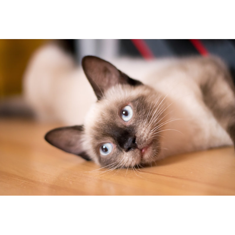 Burmese Chocolate Cat by MGStockPhotography - Wrapped Canvas Print, 30cm H x 46cm W