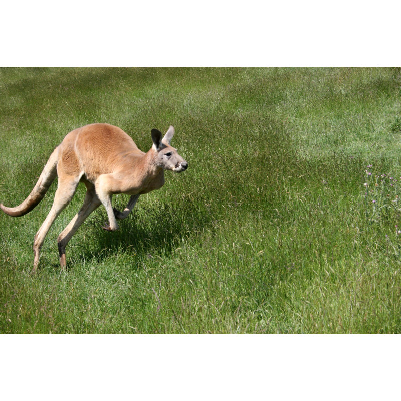Kangaroo by Zcw26, 24" H x 36" W