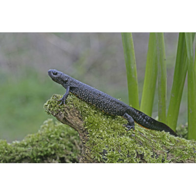«Great-Crested Newt» par Mikelane - photographie sur toile tendue