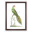 Ground Parrot by George Shaw - Picture Frame Painting Print-55620832-55620833