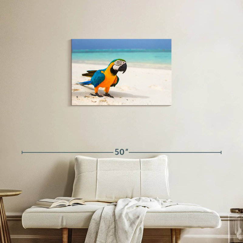 Brampt Macaw On White Sand