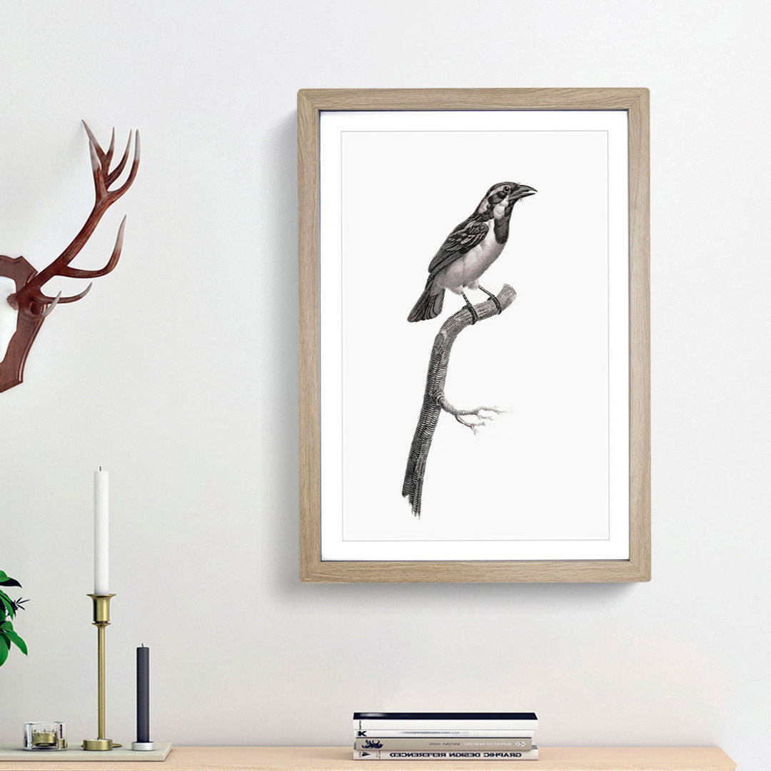 Black-Throated Sparrow Bird by Jacques Barraband - Picture Frame Painting Print