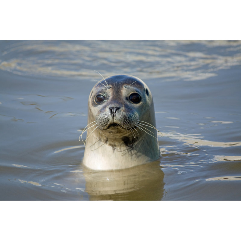 Seal - Wrapped Canvas Print, 81cm H x 122cm W x 3.8cm D