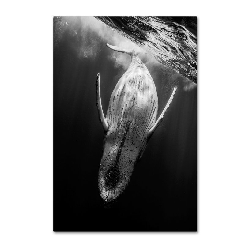 «Black and Whale», reproduction de photo sur toile tendue, H 19 po x l 12 po
