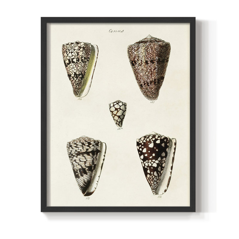 Impression encadrée Cone Shell Collection III - bois massif, Noir, H 10 po x l 8 po