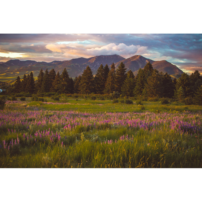 Purple Field by Bmswanson - Wrapped Canvas Print, 20cm H x 30cm W