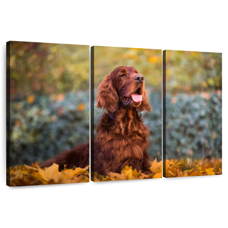 Setter irlandais en automne, H 28 po x l 45 po