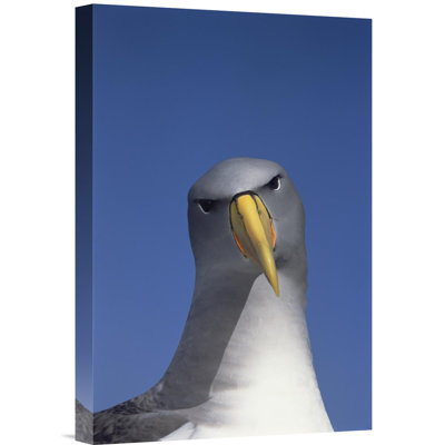 " Chatham Albatross Portrait, The Pyramid, Chatham Islands "