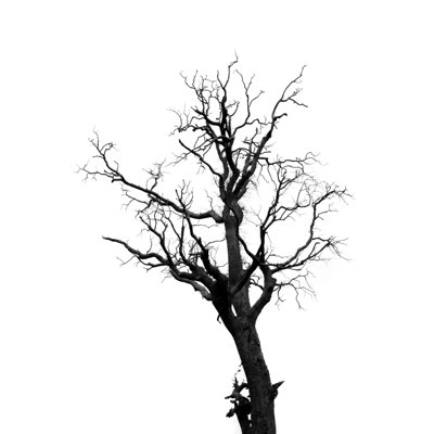 " Dead Trees "