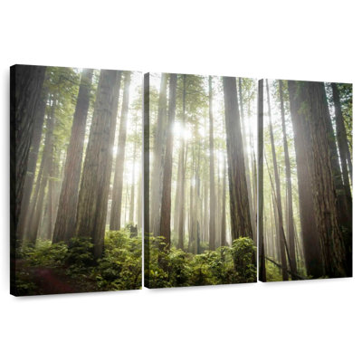 Alvord Prairie Creek Redwood Trees