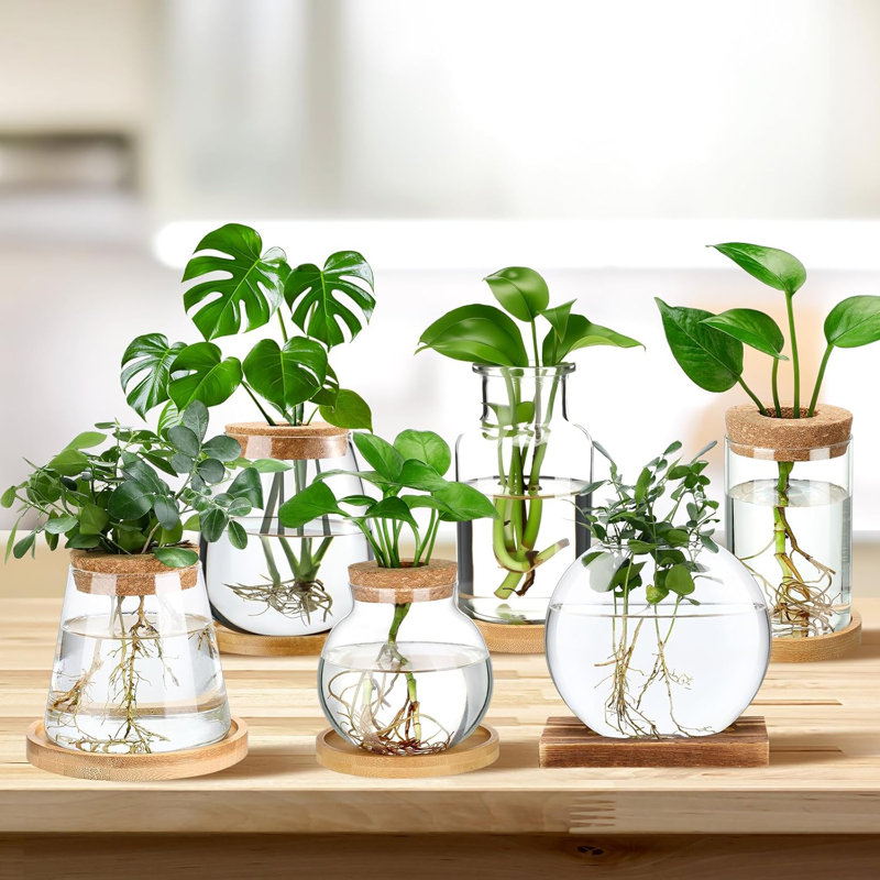 6 terrariums à fleurs avec couvercle en bois et support en bambou, 6 pièces