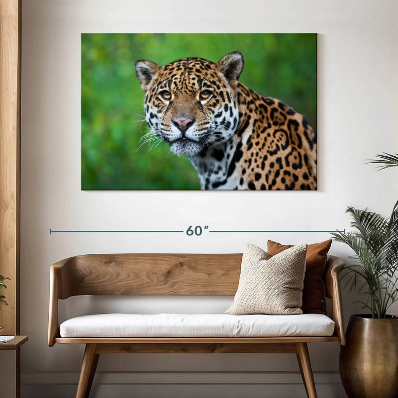 Jaguar Gaze