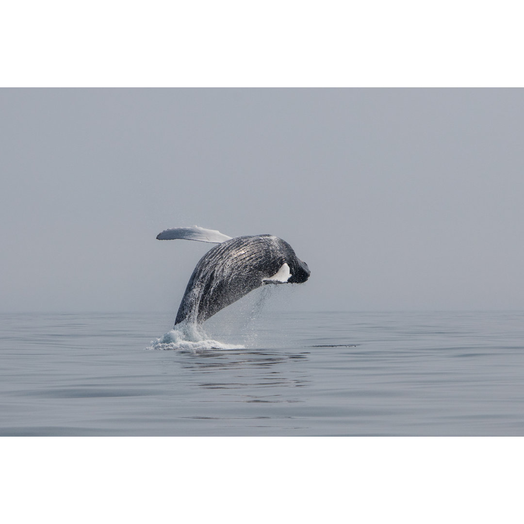 Humpback Whale - Wrapped Canvas Print