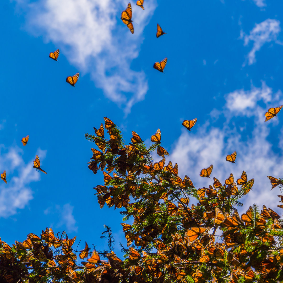 Schmetterlinge auf dem Baum - Fotografie ohne Rahmen auf Leinwand