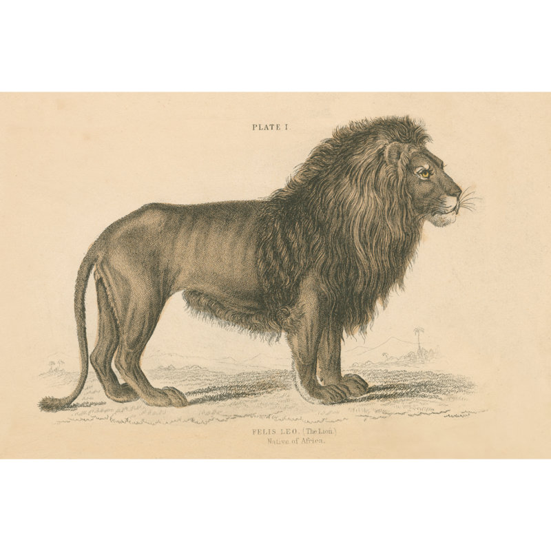 Vintage Lion by Wild Apple Portfolio - Wrapped Canvas Print, 81.28cm H x 121.92cm W x 3.8cm D