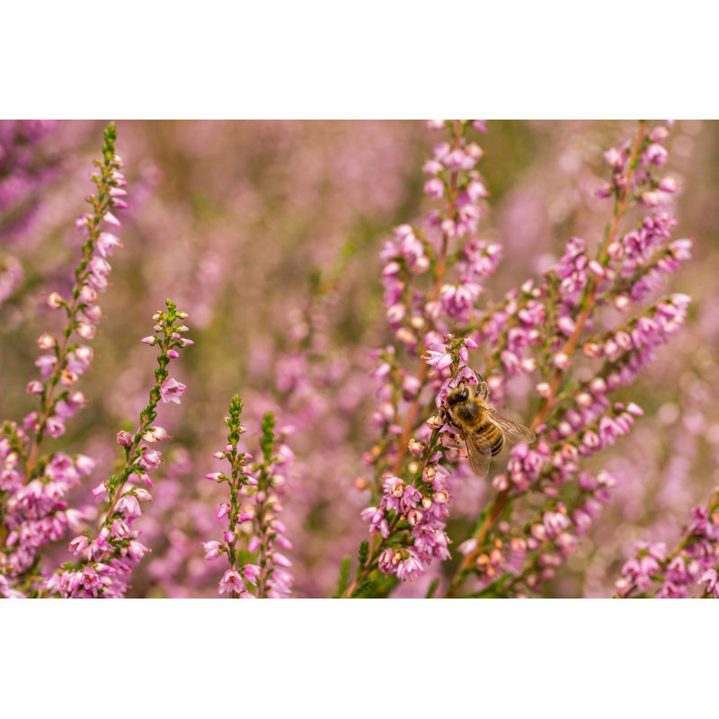 Heather In Bloom - Wrapped Canvas Print, 61cm H x 91cm W x 3.8cm D