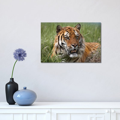 Siberian Tiger Portrait, Endangered, Native To Siberia I by Tim Fitzharris - Wrapped Canvas Print