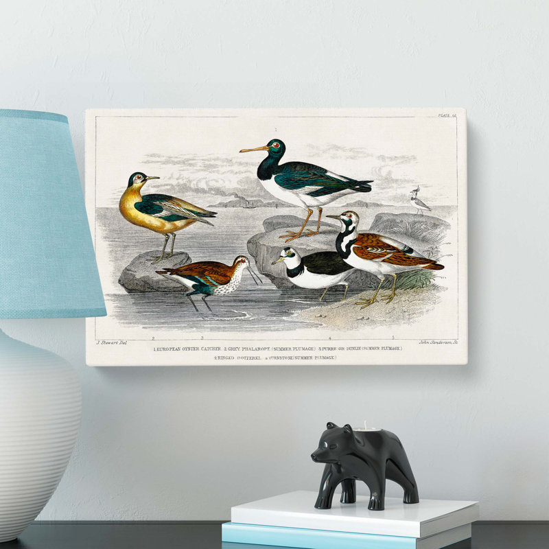 Assortment of Birds by Oliver Goldsmith - Wrapped Canvas Painting Pint - Wrapped Canvas, 40cm H x 60cm W x 3cm D