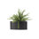 Plante rosemary en pot de fleurs