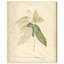 Jacquenette Cinnamomum sur toile-1489710015